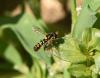 Sphaerophoria rueppelli